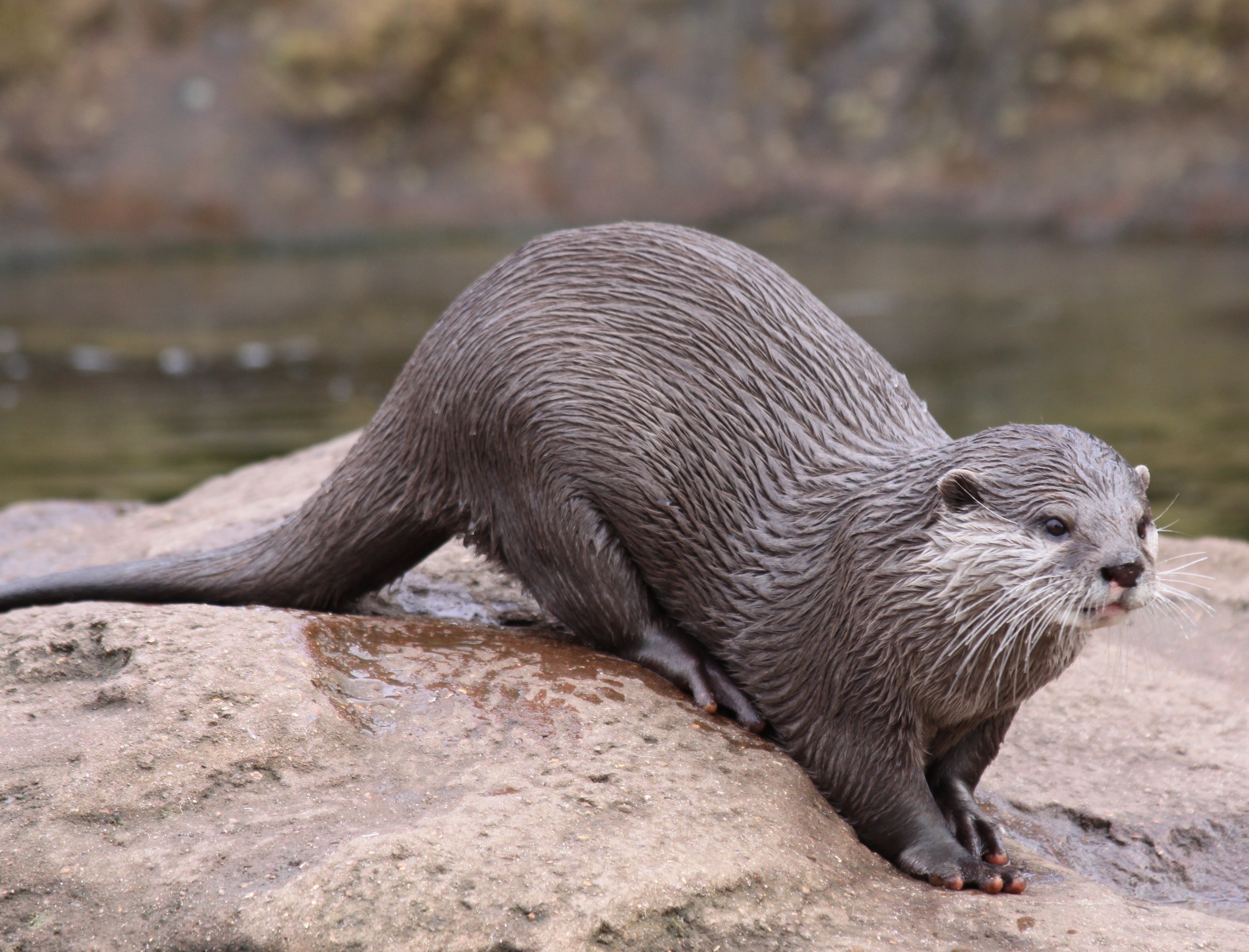 Otter