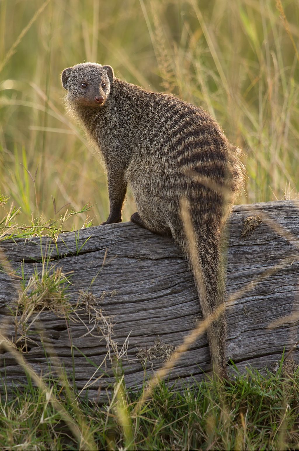 Mongoose